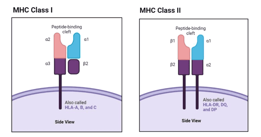 MHCI-多肽復(fù)合物蛋白制備