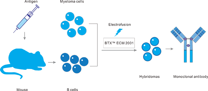 雜交瘤技術抗體發(fā)現平臺