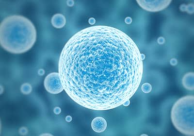 細(xì)胞之細(xì)胞分裂主要分為哪幾個(gè)時(shí)期?