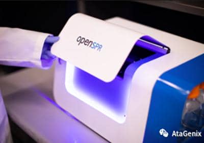 什么是抗體親和力成熟?如何提高抗體親和力？