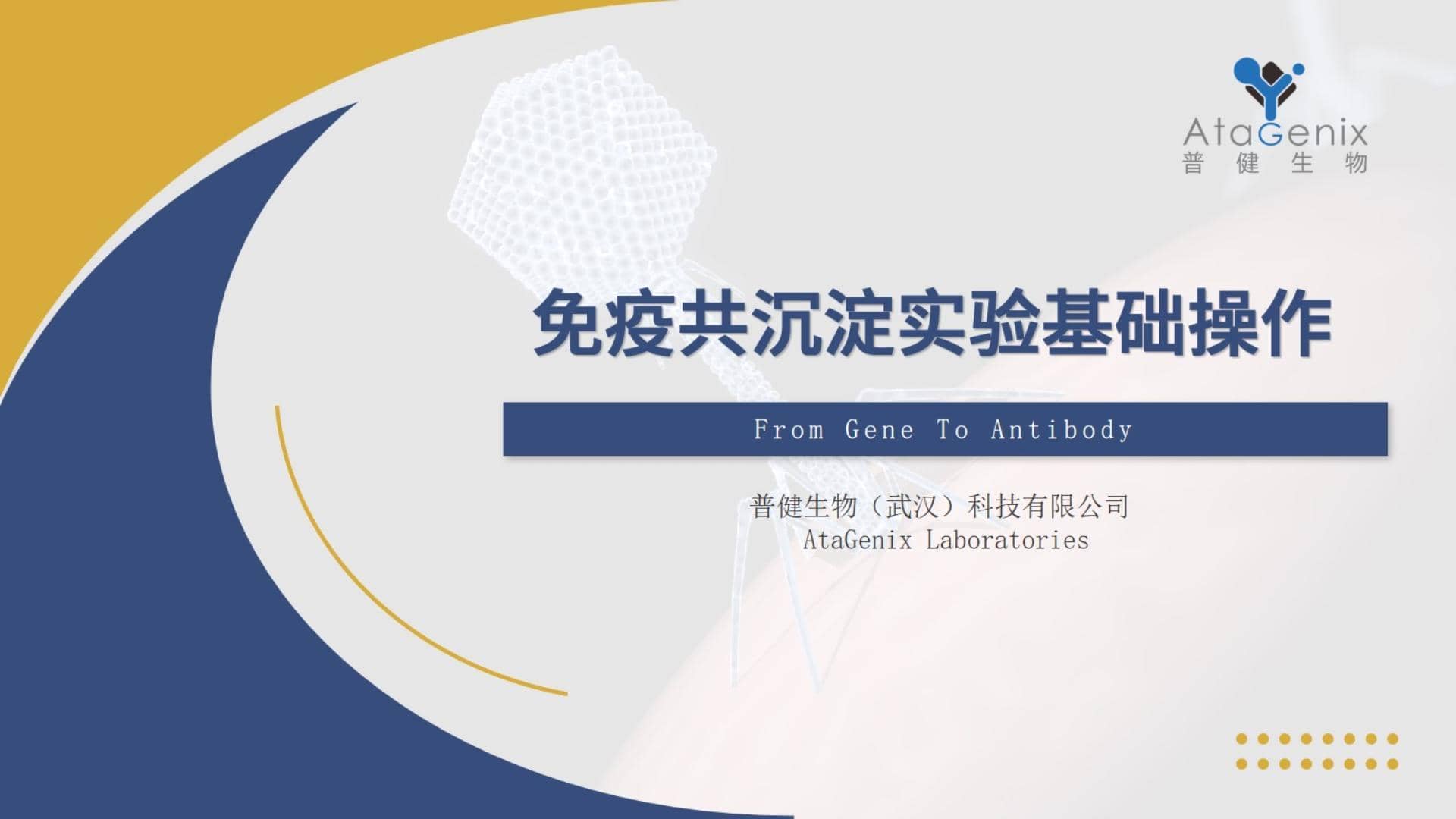 免疫共沉淀——IP實驗基礎(chǔ)操作