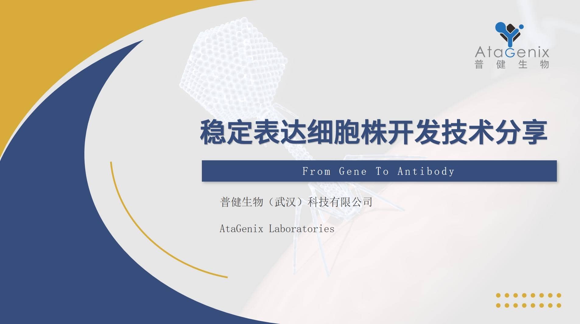 穩(wěn)定細胞株構(gòu)建