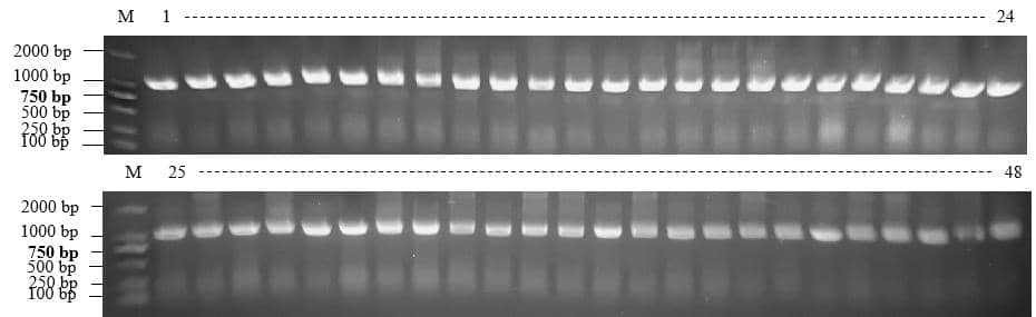 寵物貓/狗單克隆抗體開(kāi)發(fā)