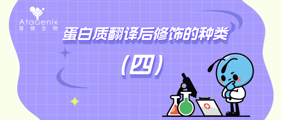 蛋白質(zhì)翻譯后修飾的種類與生物學(xué)意義（四）