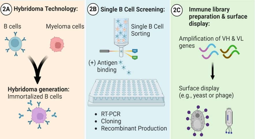 盤點(diǎn)那些常規(guī)的單克隆抗體生產(chǎn)技術(shù)