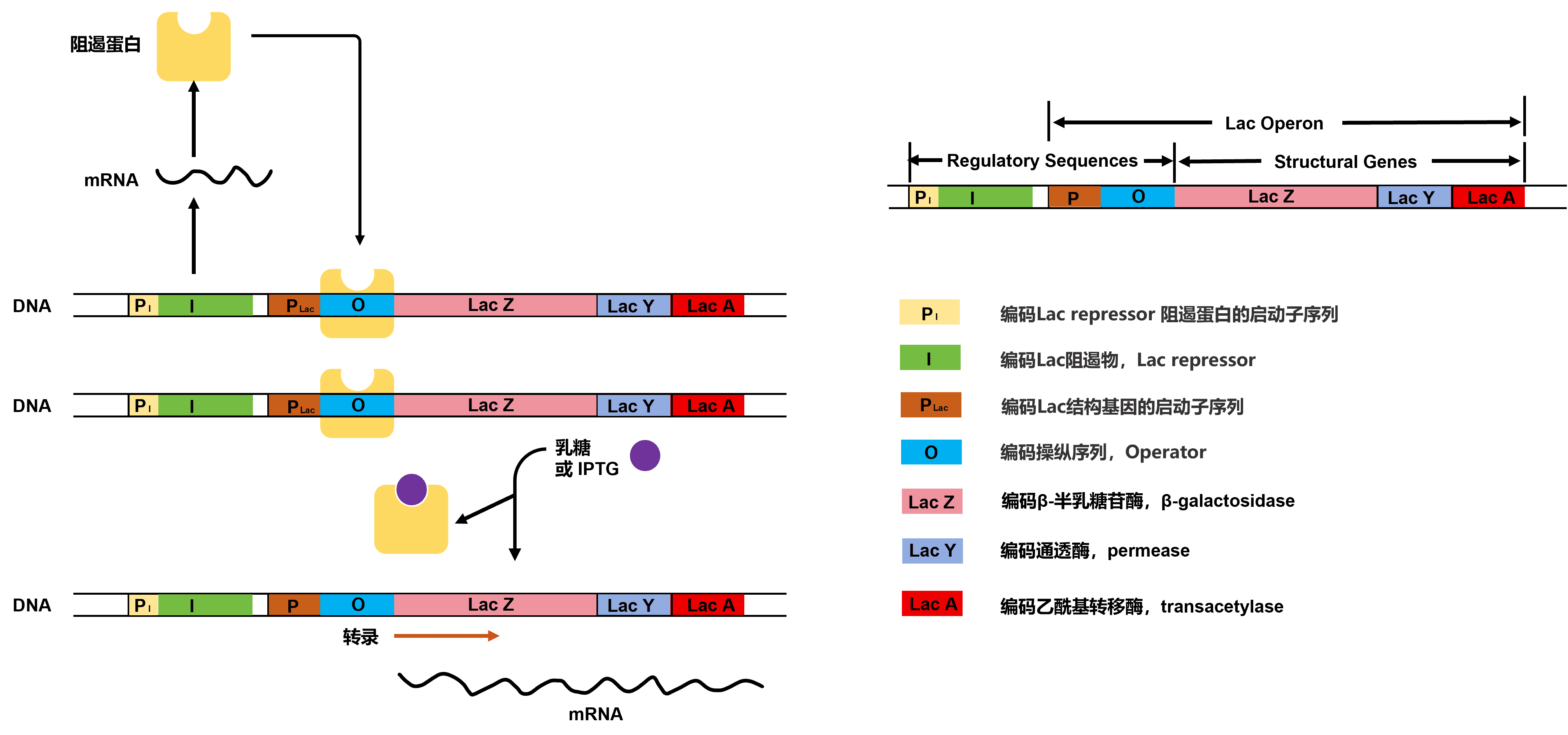 【原核表達(dá)系統(tǒng)純化蛋白全攻略】科研人必備！