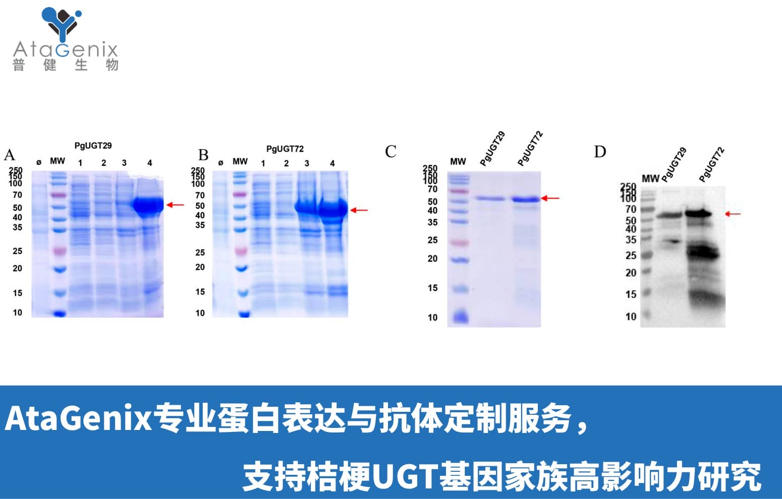 AtaGenix專業(yè)蛋白表達(dá)與抗體定制服務(wù)，支持桔梗UGT基因家族高影響力研究