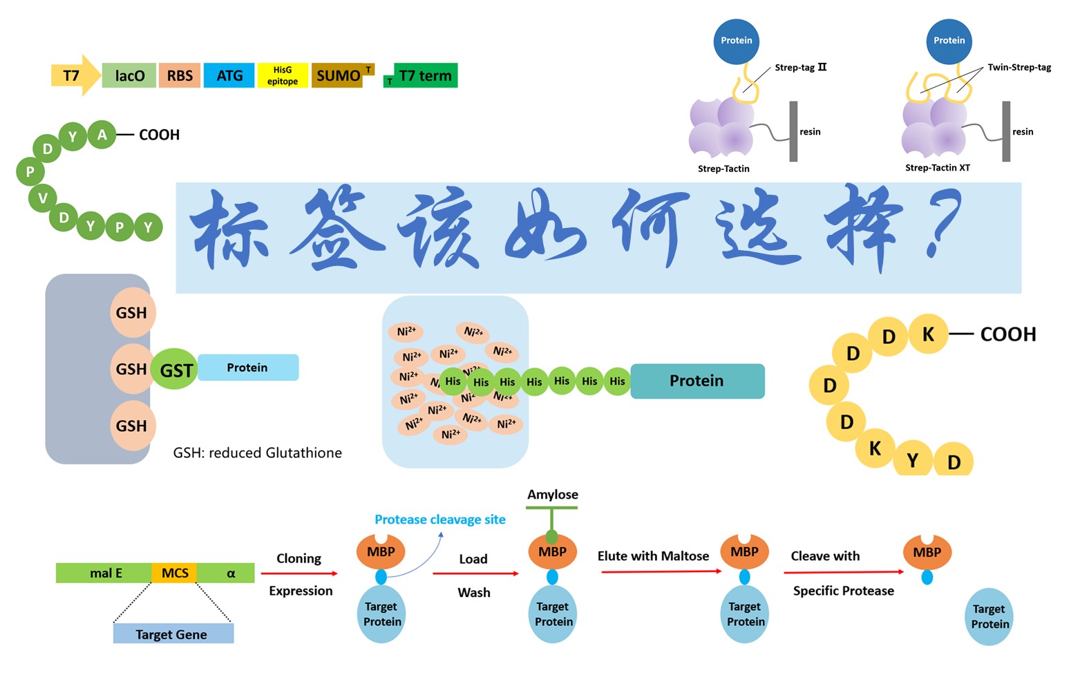 【普健生物知識(shí)百科】做蛋白表達(dá)別亂加標(biāo)簽！不同標(biāo)簽的優(yōu)劣和用途一次講清楚